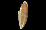 Serrated, Raptor Tooth - Large Specimen #87829-1